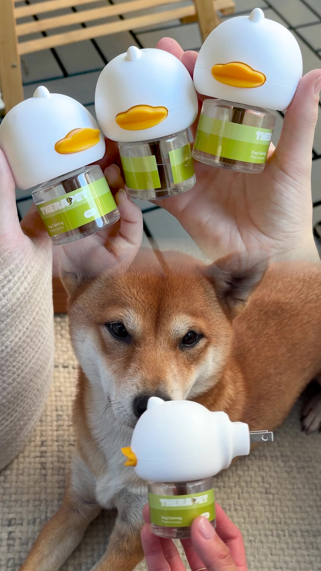 How To Stop Dog Indoor Peeing Fast