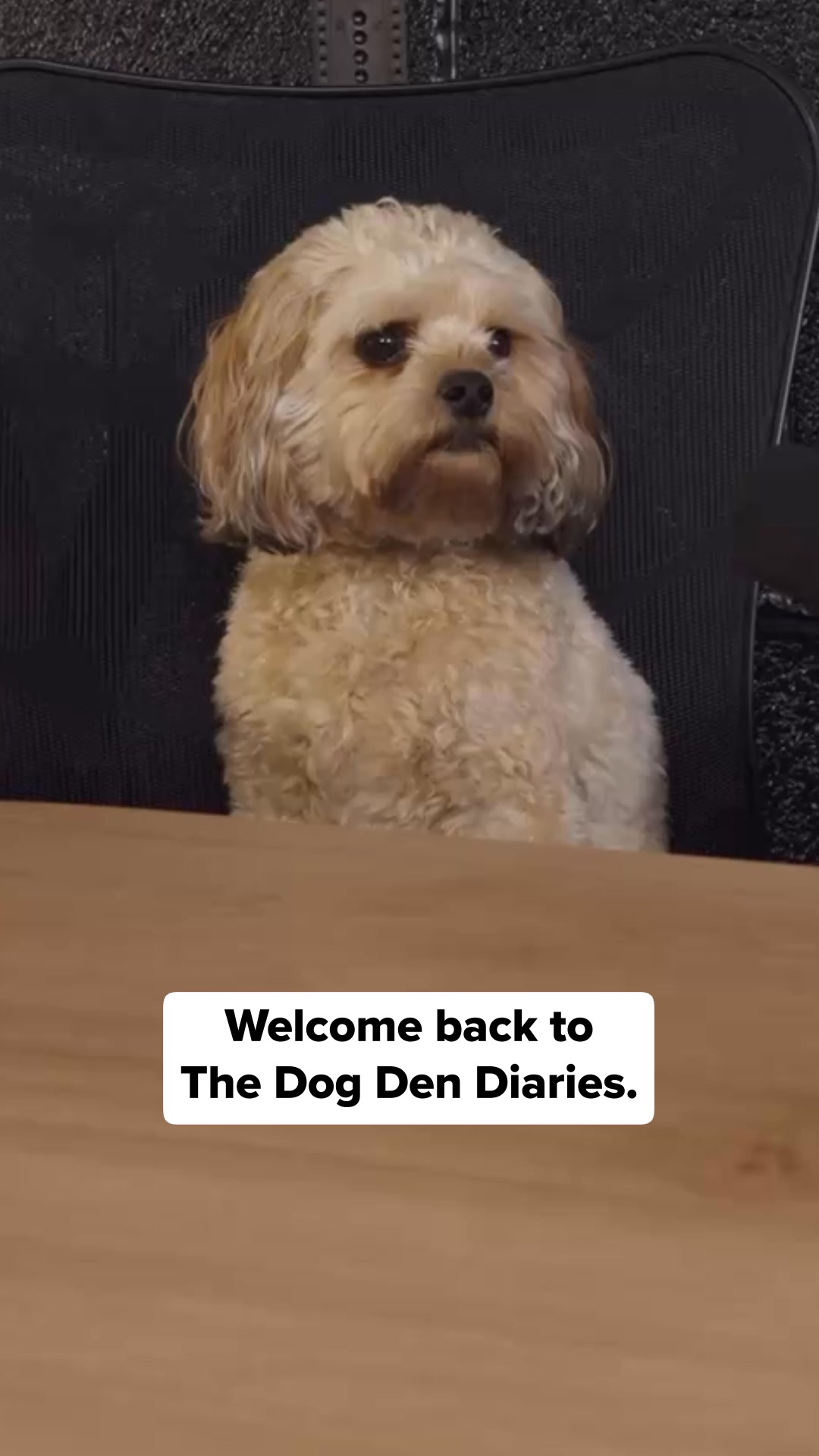 Keep your pets safe and calm with Hiddin 🐾
