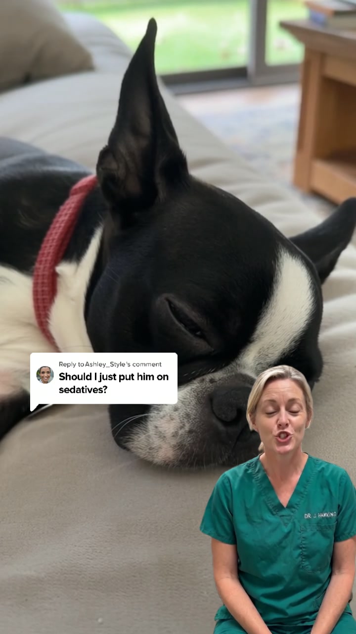 Calm your dog, keep their personality