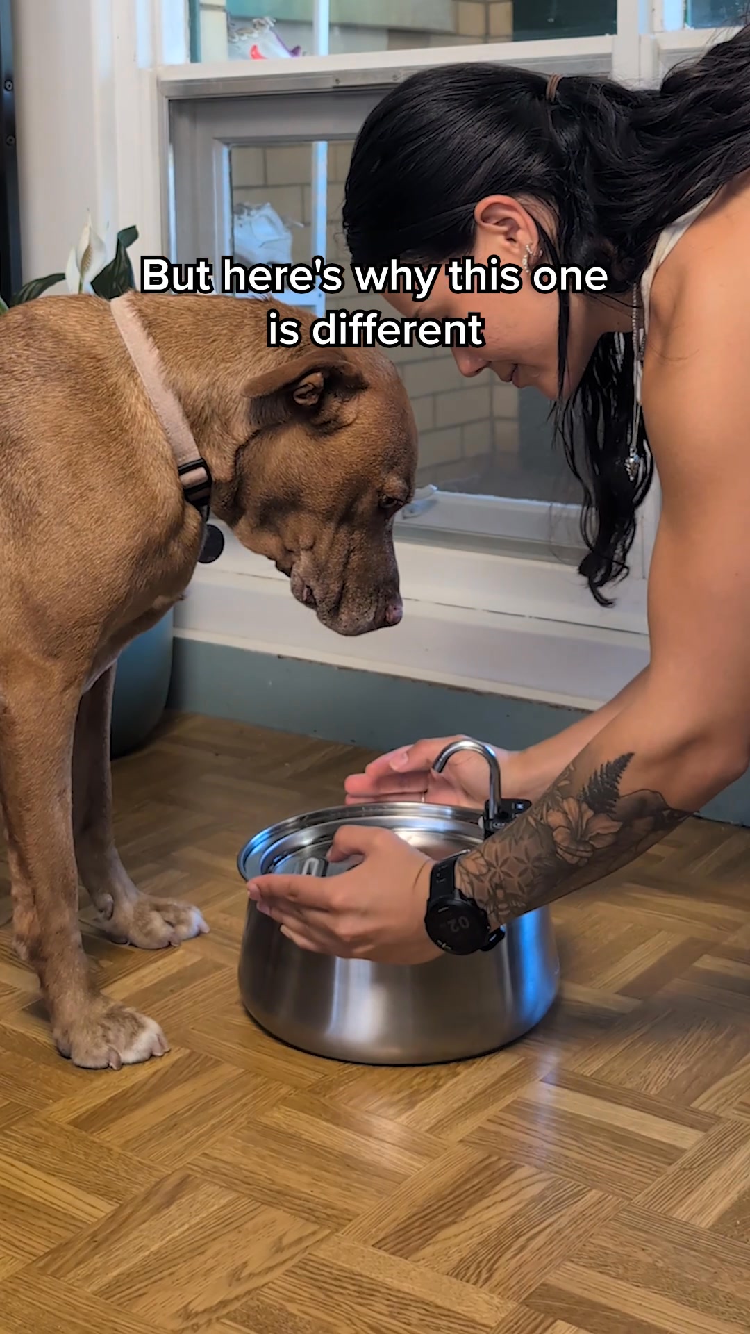 The #1 Vet Recommended Dog Fountain!