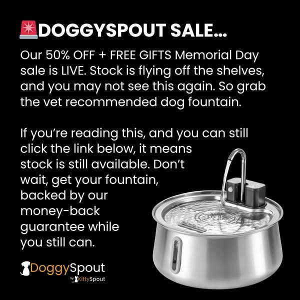 The #1 Vet-recommended Dog Fountain