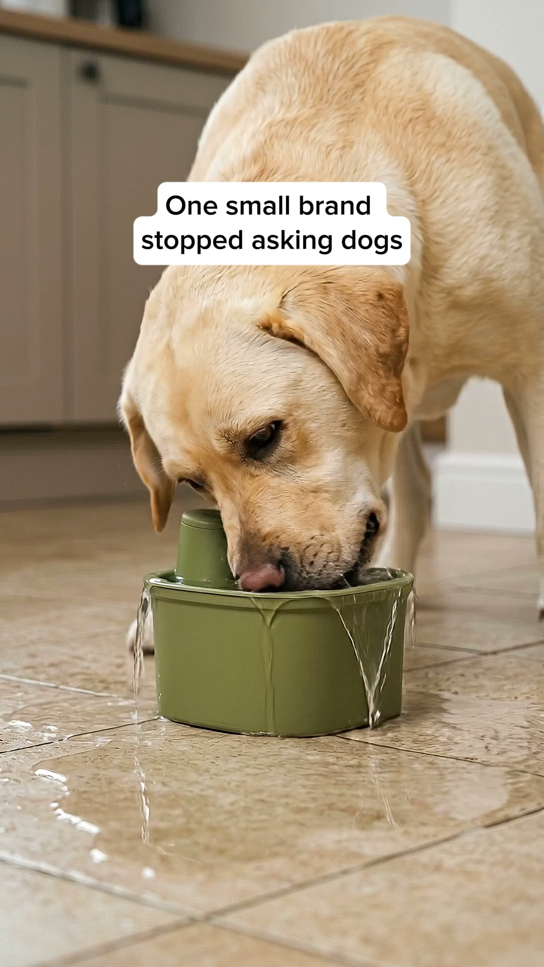 Stop buying cat fountains for your dog