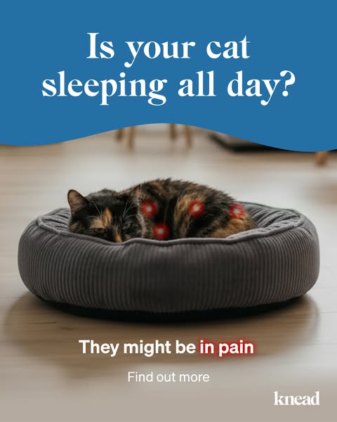 Learn More About How Knead Cats Can Help